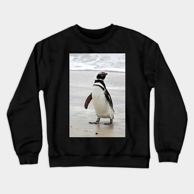 Magellanic Penguin Strolling on the Beach Crewneck Sweatshirt by Carole-Anne